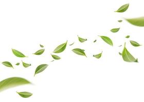 hojas verdes de torbellino volador en el aire, productos saludables por concepto de ingredientes naturales orgánicos, espacio vacío en una toma de estudio aislada en una pancarta larga de fondo blanco foto