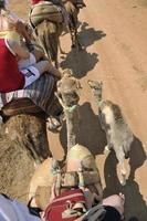 montando camellos vista foto