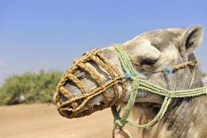 vista de retrato de camello foto
