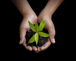 Two hands holding and caring a young green plant tree, save the world concept photo
