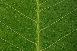 Skeletons and Texture of green leaf with water drop for background macro shot isolate on white background photo