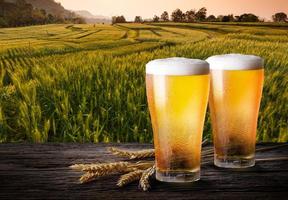 Two glass of beer with wheat on wooden table. Glasses of light beer with barley and the plantations background. photo