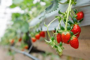 The hydroponics strawberry at greenhouse hydroponics farm with high technology farming in close system photo