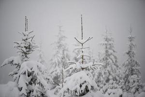 pino de hoja perenne de navidad cubierto de nieve fresca foto