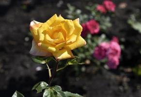 A large yellow rose flower in the summer garden during the day. Beautiful yellow-red rose close-up. photo