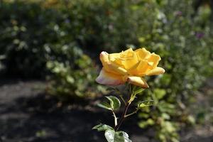 A large yellow rose flower in the summer garden during the day. Beautiful yellow-red rose close-up. photo