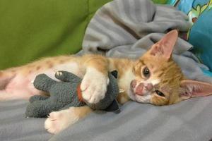 primer plano de una erupción en la piel de la cara del gato. diagnóstico de sarna o sarna en gatos. enfermedades dermatológicas de los gatos. pequeño gatito atigrado mira la cámara foto