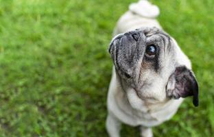 An old pug looking at the top in a green meadow. Good quality photos