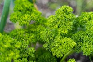 tallos de perejil rizado. foto de textura macro de fondo vegetal de buena calidad