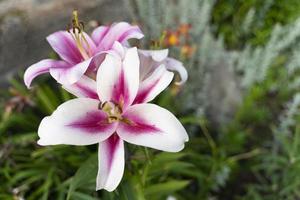 Lily buds on a blurry dark green Photo of high quality