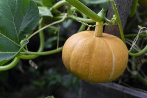 Pumpkin on a branch. Vegetable background macro texture copyspace. Good quality photos