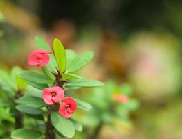 las flores rojas en flor atraen el corazón para ser recogido foto