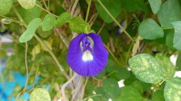 purple pea flower for health photo