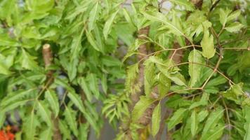 green leaf texture background photography photo