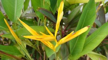 planta ornamental helicornia foto