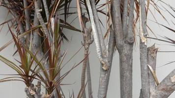 Texture of tree trunks background photography photo
