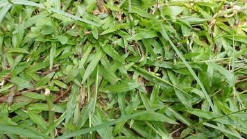 texture of green grass and trees photo