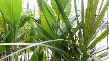 green leaf texture grows wild photo