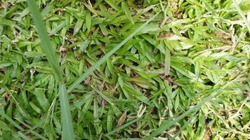 texture of green grass and trees photo