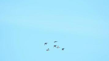 flock av migrerande gräsand vild Anka flygande i v bildning video