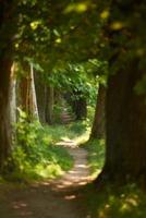 country road trought tree  alley in photo