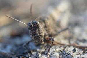 Macro photography of a grasshopper. photo