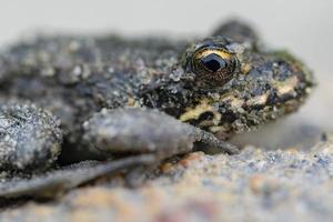 Macro photo frog with the beautiful yellow eyes.