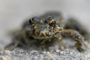 Macro photo frog with the beautiful yellow eyes.