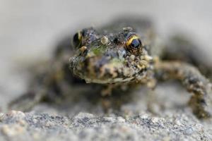 Frog with the beautiful yellow eyes. photo