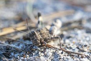 fotografía macro de un saltamontes. foto