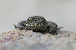 rana de foto macro con los hermosos ojos amarillos.