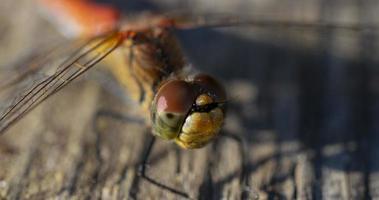 Macro photography of a dragonfly. photo