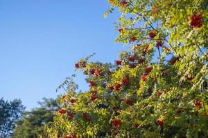 Red rowan berries growing on a tree branches on blue sky background. photo