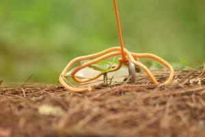 rope in the camping ground photo