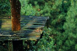 wooden house tree in the jungle photo