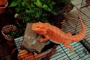 red bearded dragon. lizard pet photography photo