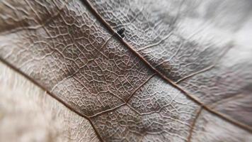 textura de hojas de teca gris, fondo de otoño