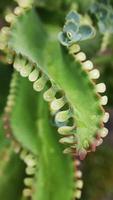 Close up image of green devil's backbone plant, aka well known as cocor bebek in Indonesia photo