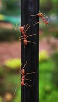 Red ant in the garden photo