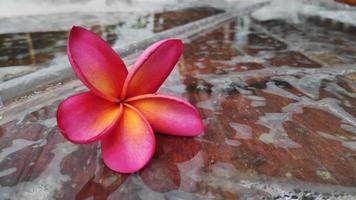 Frangipani Flower -Frangipani flower blooms with a blur background, pink frangipani flowers photo