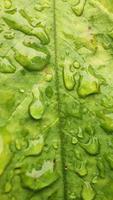 green leaf with water drops close up photo