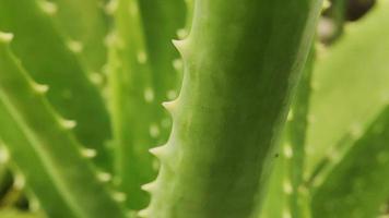 Aloe vera is tropical green plants tolerate hot weather. A close up of green leaves, aloe vera. photo