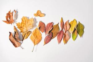 concepto de otoño o invierno con hojas de pino y arce, taza de café, canela y bufanda, puesta plana, vista superior. foto