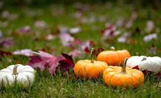 Festive autumn decor from pumpkins, pine and leaves on a  wooden background. Concept of Thanksgiving day or Halloween. Flat lay autumn composition with copy space. photo