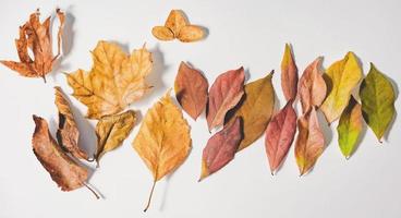 concepto de otoño o invierno con hojas de pino y arce, taza de café, canela y bufanda, puesta plana, vista superior. foto