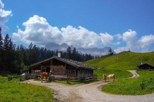 beautiful nature scenery at kallbrunn alm with cows, austria photo