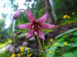 lilium martagon, el lirio martagon o el lirio de gorra de turco, en los alpes bávaros foto