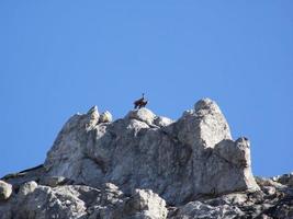 dos gamuzas alpinas, rupicapra rupicapra, en los alpes de berchtesgaden foto