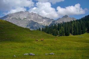 hermoso paisaje natural en kallbrunn alm con vacas, austria foto