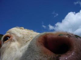 primer plano de la cabeza de una vaca foto